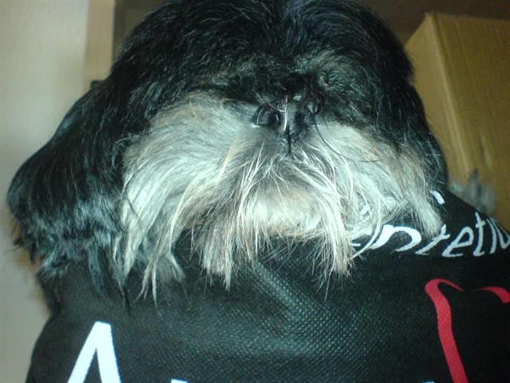 Lhasa apso - kaldenavn Bimmer billede 5