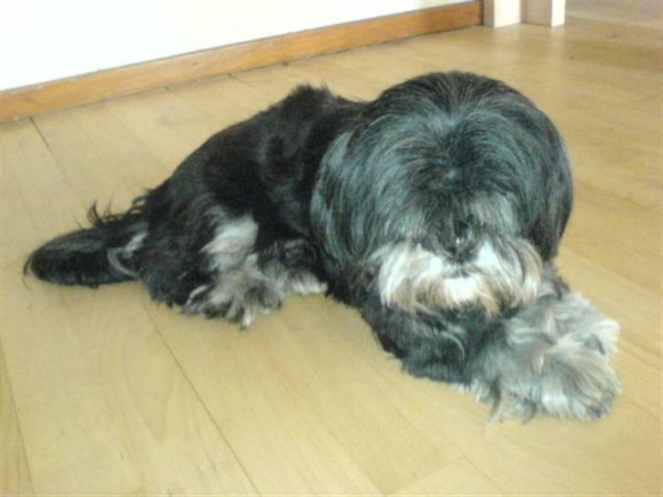 Lhasa apso - kaldenavn Bimmer billede 6