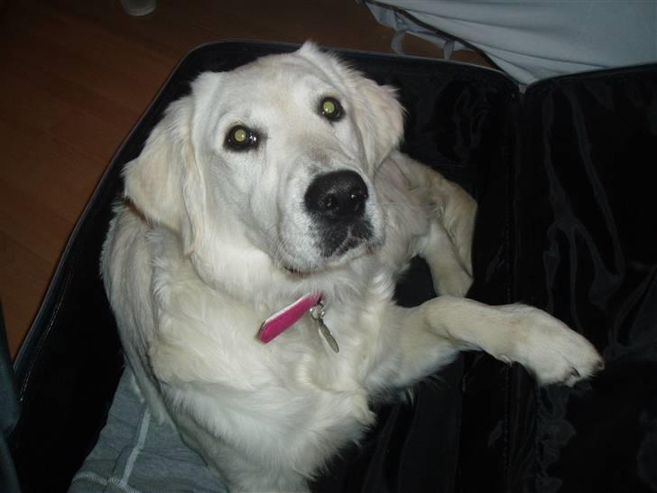 Golden retriever Kena - Mig i kufferten da jeg demonstrerer mod at min mor tager til Kina i 14 dage :( billede 12
