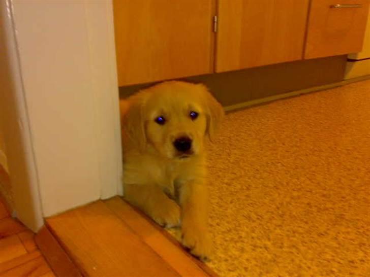 Golden retriever Balder - 9 uger. Dagen han kom hjem til hans nye familie.   :-) billede 1