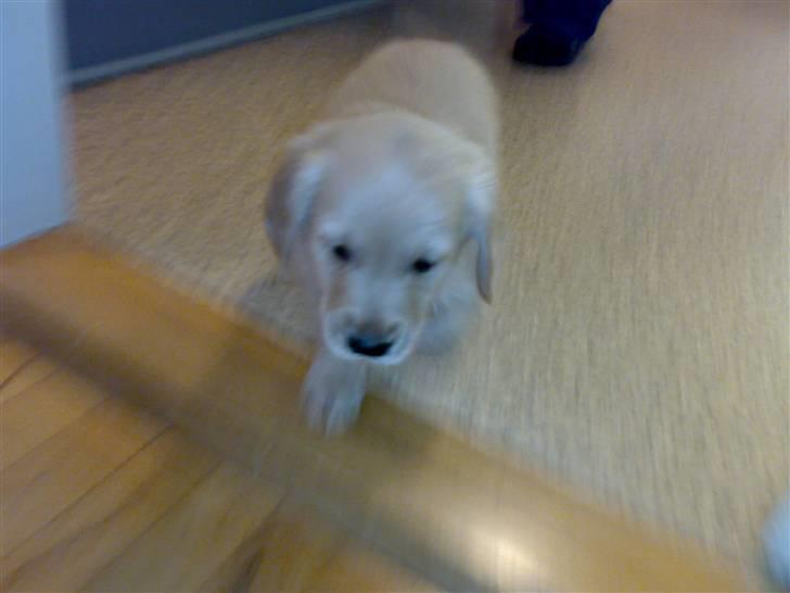 Golden retriever Balder - 9 uger. Dagen han kom hjem til hans nye familie.   :-) billede 2
