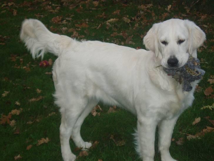 Golden retriever Kena billede 13
