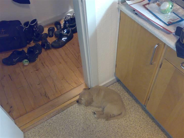 Golden retriever Balder - 9 uger. Dagen han kom hjem til hans nye familie.   :-) billede 3