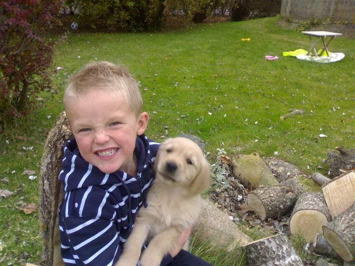 Golden retriever Balder - Leg i haven billede 4