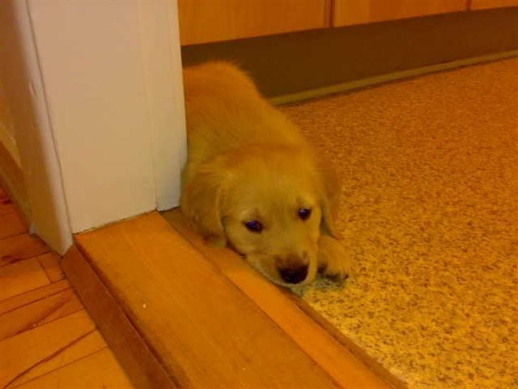 Golden retriever Balder - 9 uger. Dagen han kom hjem til hans nye familie.   :-) billede 5