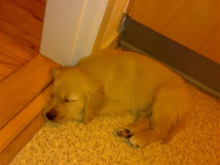 Golden retriever Balder - 9 uger. Dagen han kom hjem til hans nye familie.   :-) billede 6