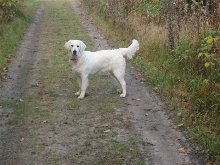 Golden retriever Kena - Her er jeg på tur i skoven med min mor, mmmh :) billede 14