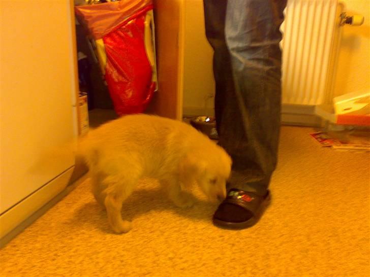 Golden retriever Balder - 9 uger. billede 7