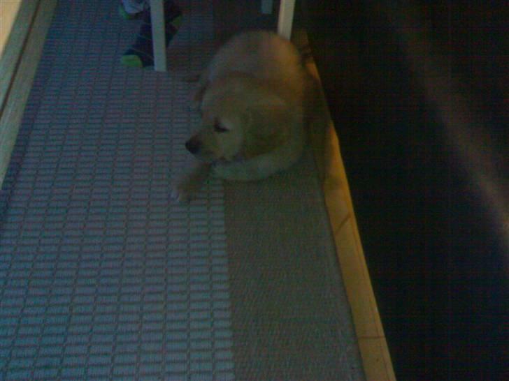 Golden retriever Balder - 10 uger billede 8