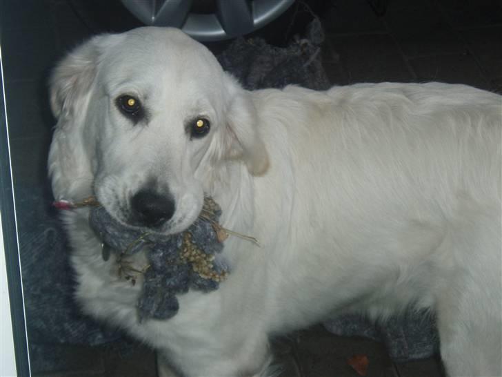 Golden retriever Kena billede 15