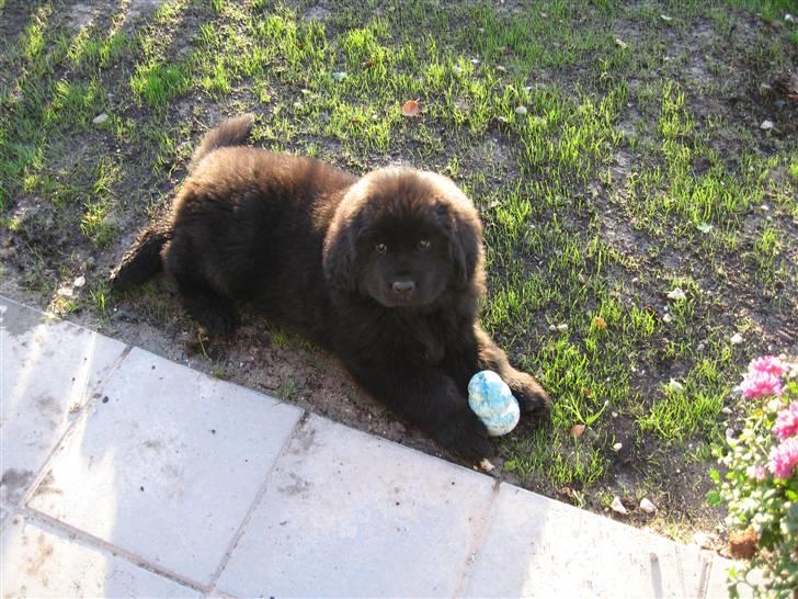 Newfoundlænder Newf Dreams Peekaboo - Vil du lege med mig? Please.... billede 1