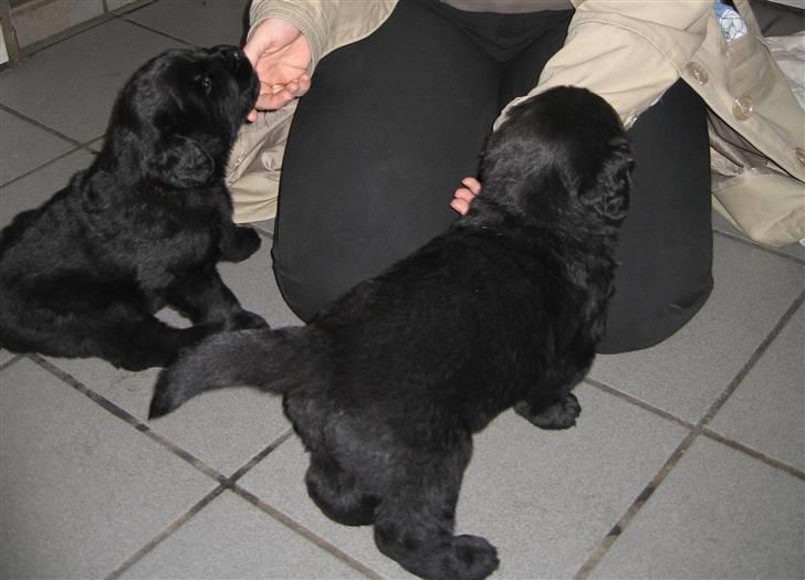 Newfoundlænder Newf Dreams Peekaboo - 3 uger og sammen med sin søster billede 2