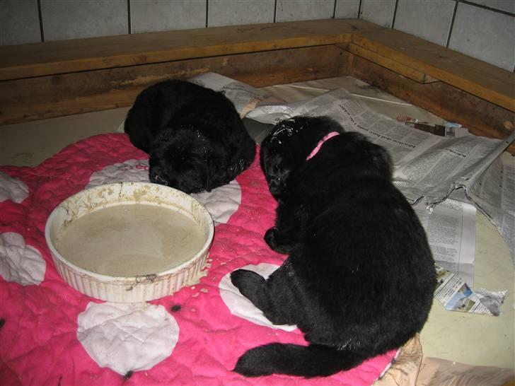 Newfoundlænder Newf Dreams Peekaboo - 3 uger - og faldet i søvn før al maden var spist billede 3