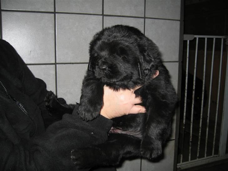 Newfoundlænder Newf Dreams Peekaboo - 3 uger  og bedårende billede 4