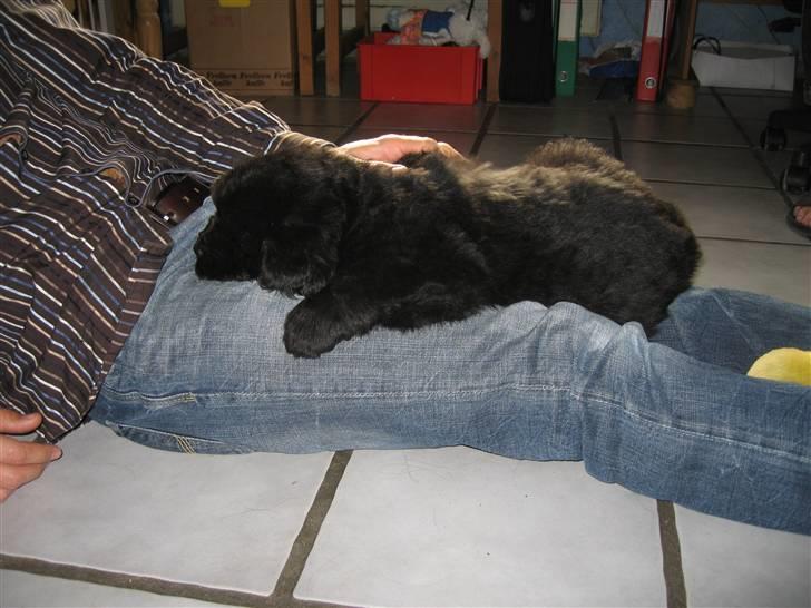 Newfoundlænder Newf Dreams Peekaboo - 5 uger og faldet i søvn på Michael billede 5