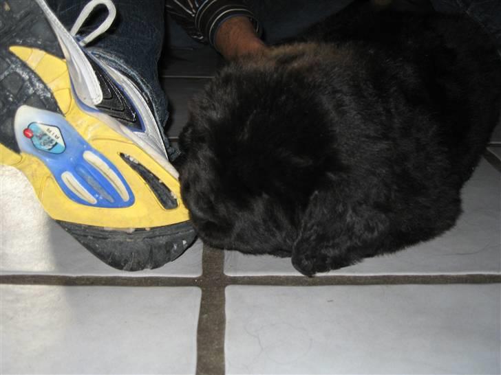 Newfoundlænder Newf Dreams Peekaboo - 5 uger og spiser allerede sko! billede 6