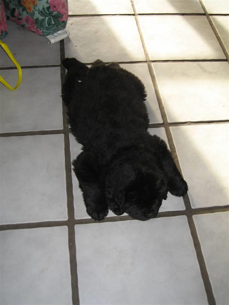 Newfoundlænder Newf Dreams Peekaboo - 5 uger gammel og træt billede 7