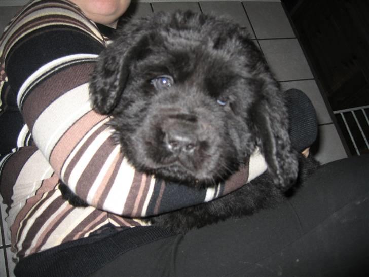 Newfoundlænder Newf Dreams Peekaboo - 6 uger og stadig bedårende billede 8