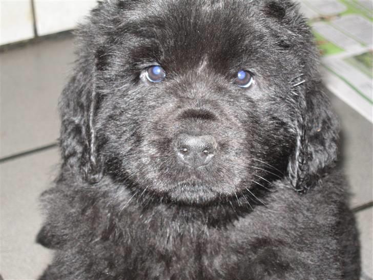 Newfoundlænder Newf Dreams Peekaboo - 6 uger og en rigtig charmetrold billede 9