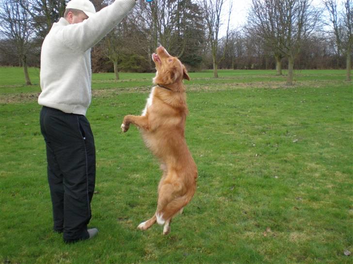 Nova scotia duck tolling retriever bailey - 1,5 år: gi mig min frisbee far!!! billede 7