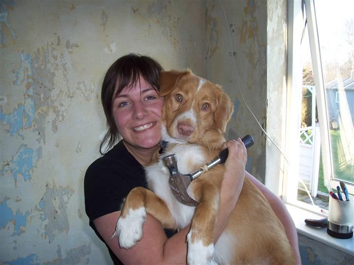 Nova scotia duck tolling retriever bailey - ca. 6 måneder: mig og min mor. billede 9