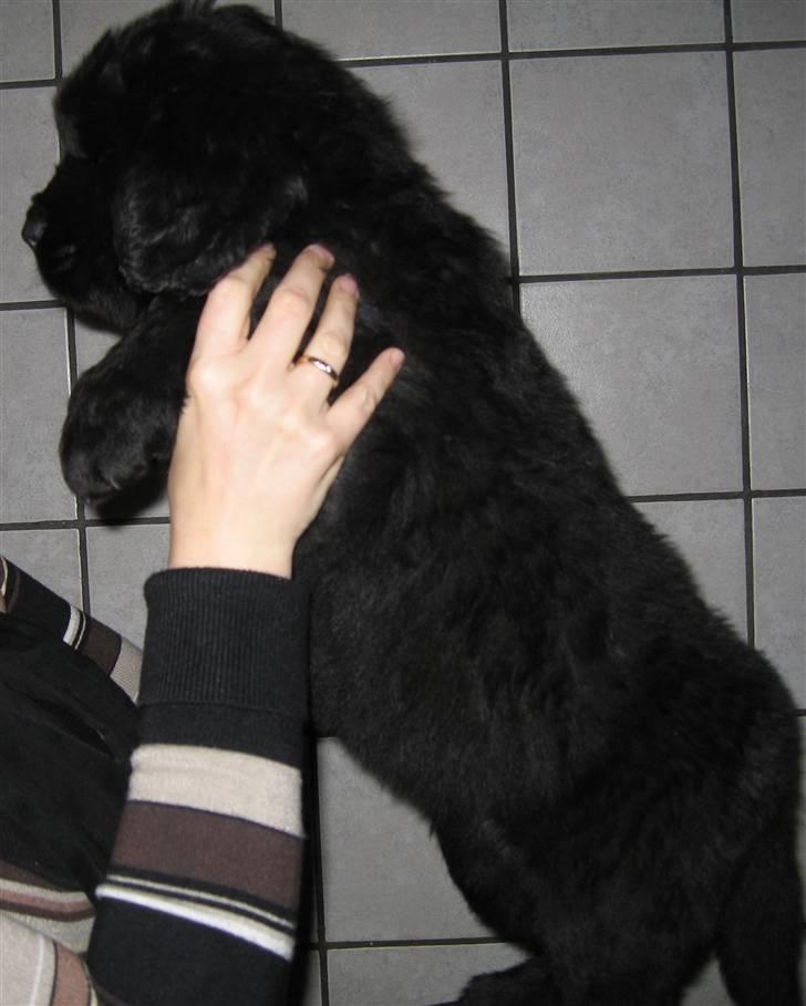 Newfoundlænder Newf Dreams Peekaboo - 6 uger og såååå stor billede 10