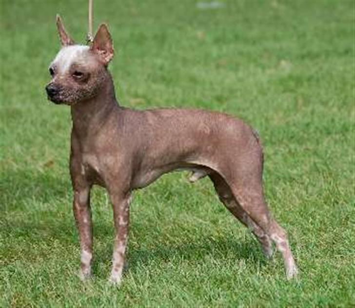 Xoloitzcuintle Coyote  - Coyote (Hoover) - ejet af Kennel Hedehuset billede 1