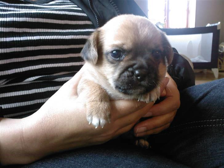 Blanding af racer Vaps R.I.P billede 3