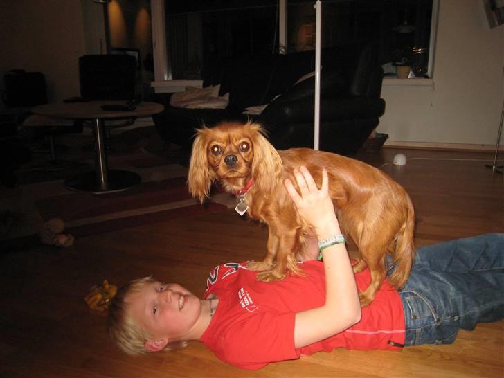 Cavalier king charles spaniel Donna billede 12