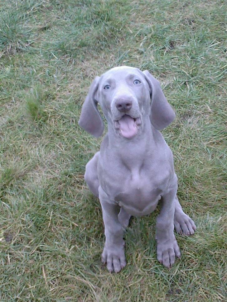 Weimaraner Baghera - Se miiiig  billede 2