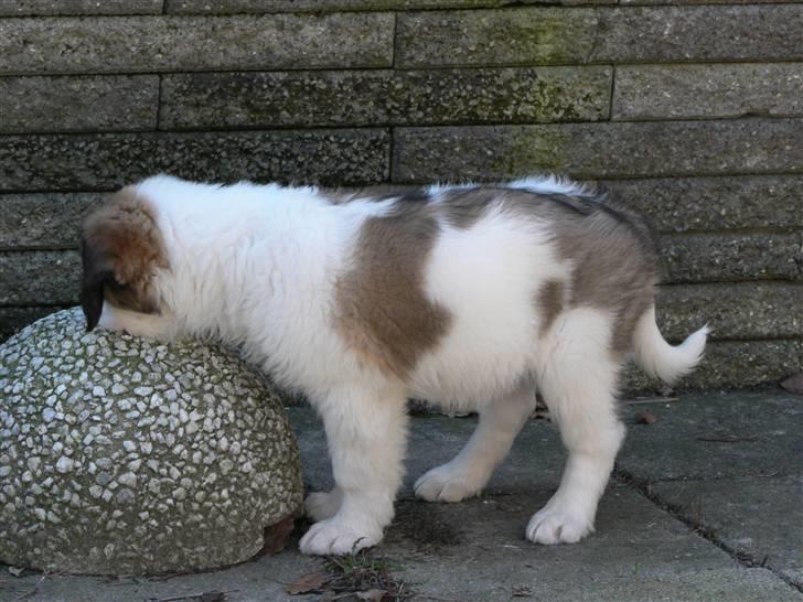 Sankt bernhardshund Fie - Hmmmm. Er der mon nåde der nede ? billede 7
