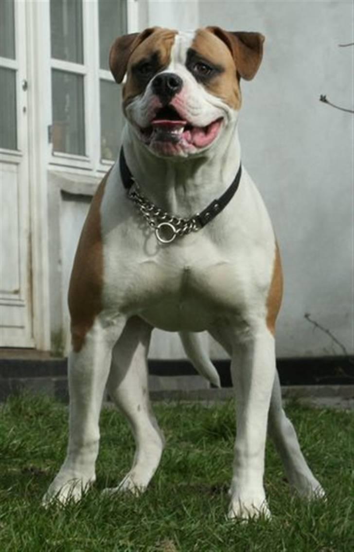 Amerikansk bulldog Chico *Sov godt min dreng billede 1