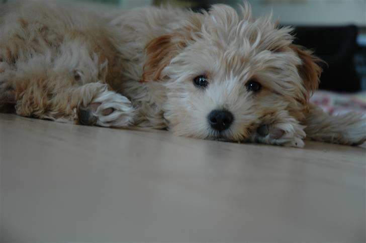 Løwchen Katongo - her er jeg ikke så gammel billede 1