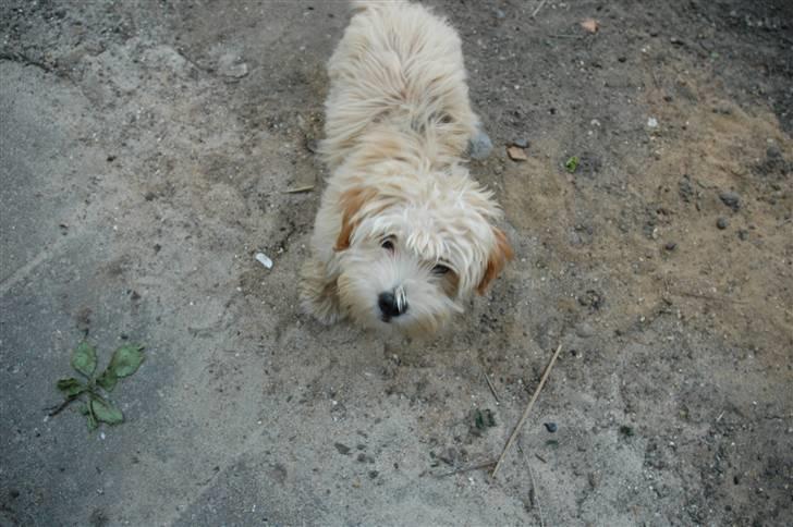 Løwchen Katongo billede 2