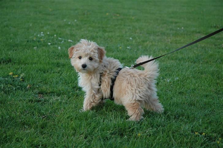 Løwchen Katongo billede 3