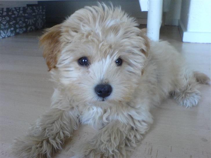 Løwchen Katongo billede 4