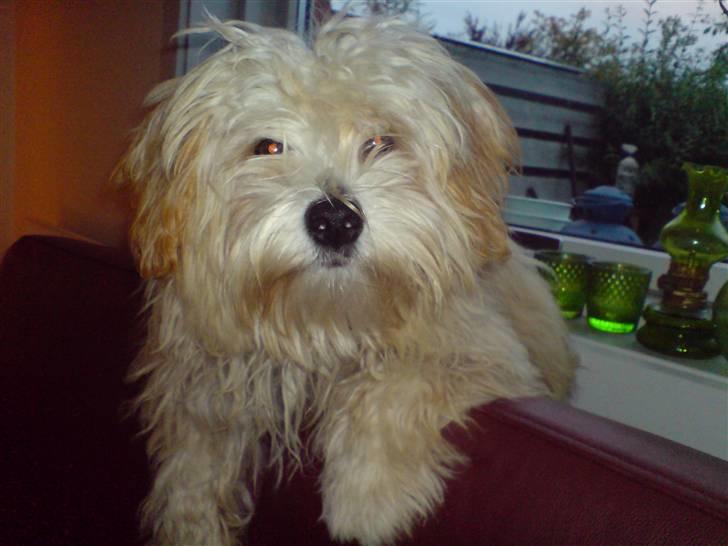 Løwchen Katongo billede 5