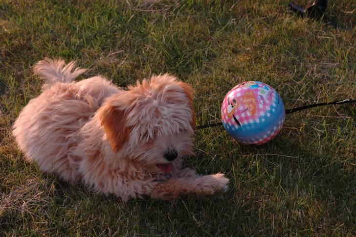 Løwchen Katongo billede 6