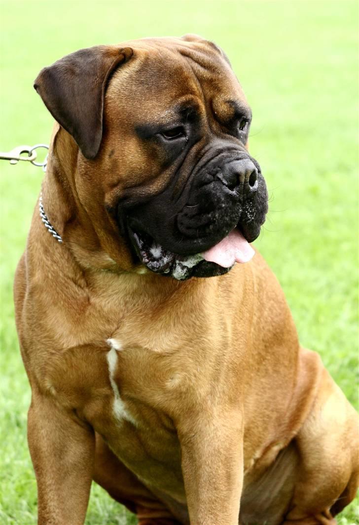 Bullmastiff Nero - LIMA Foto.. Hov.. Så jeg lige en lækker tøs.. Måske Bertha eller Bonnie?  billede 13