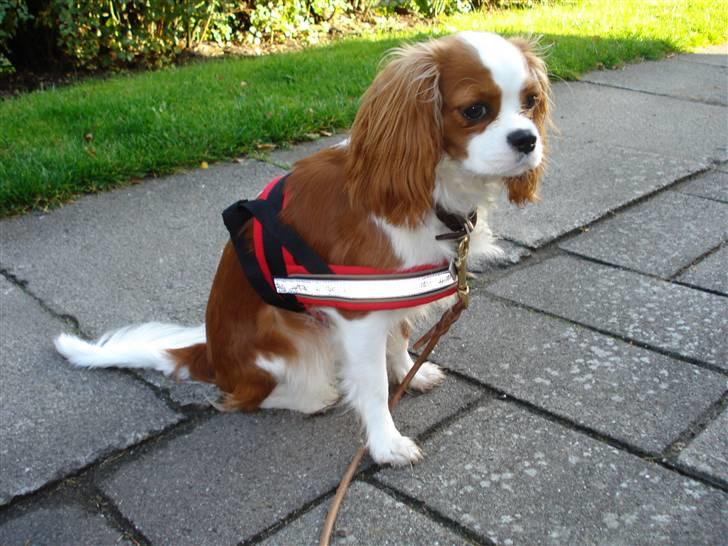 Cavalier king charles spaniel Molly billede 15
