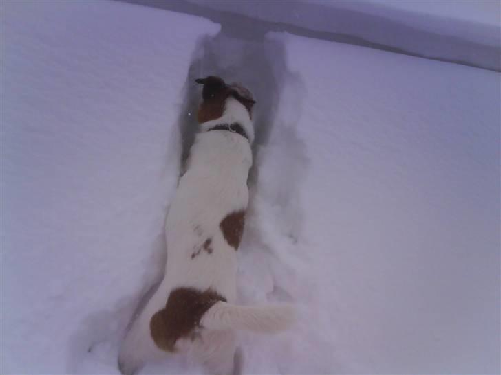 Engelsk foxhund Robin hund - På jagt efter snemusen billede 1