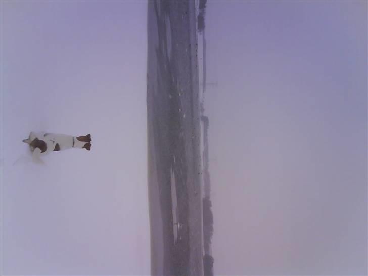 Engelsk foxhund Robin hund billede 3