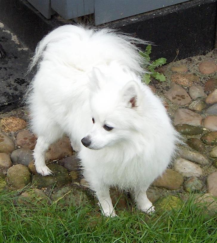 Volpino italiano Santa - Santa del Monte Frondoso - ejet af Kennel Hedehuset/Mete N. Appel billede 1