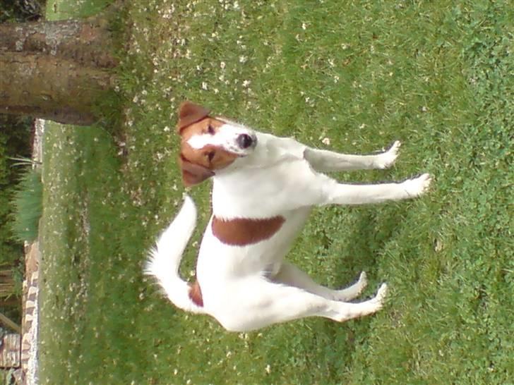 Engelsk foxhund Robin hund billede 5