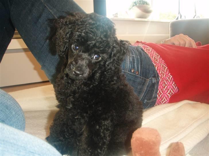 Dværgpuddel Enzo - 10 uger gammel billede 7