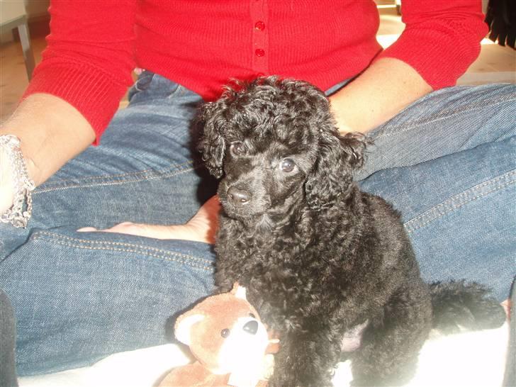 Dværgpuddel Enzo - 10 uger gammel billede 8