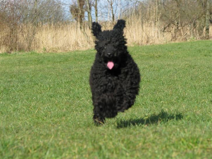 Dværgpuddel Enzo - ½ år billede 9