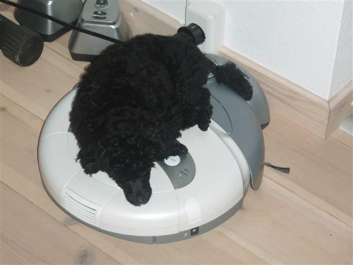 Dværgpuddel Enzo - 9 uger gammel billede 11