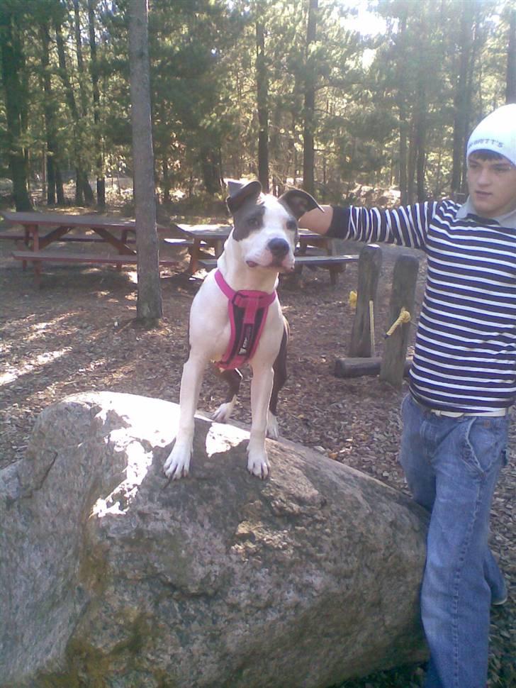 Amerikansk staffordshire terrier Akeela - Akeela & Andreas i Skoven.. billede 8