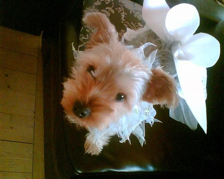 Yorkshire terrier Noa - Noa, Som Fe... =) billede 11